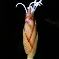 Mapania zeylanica (Thwaites) Trimen